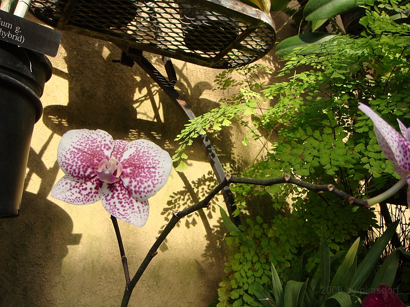 402 Longwood Gardens [2008 August 23].JPG - Longwood Gardens in Pennsylvania